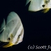 batfish_longfin_jk_h_0705_png0624.jpg
